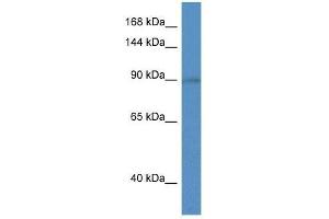 Western Blot showing Slc9a5 antibody used at a concentration of 1. (SLC9A5 anticorps  (C-Term))