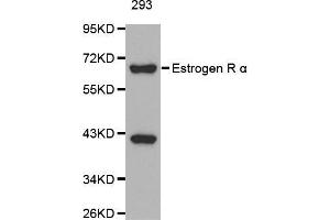 Western blot analysis of extracts of 293 cells, using ESR1 antibody. (Estrogen Receptor alpha anticorps  (AA 1-190))