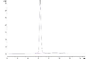 The purity of Human PDGF R alpha/PDGFRA is greater than 95 % as determined by SEC-HPLC.
