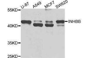Western blot analysis of extracts of various cells, using INHBB antibody. (INHBB anticorps)