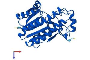 AlphaFold protein structure predicition of Human Recombinant CBR4 Protein, UniprotID Q8N4T8
