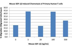 SDS-PAGE of Mouse Stromal Cell-Derived Factor-1 beta (CXCL12) Recombinant Protein Bioactivity of Mouse Stromal Cell-Derived Factor-1 beta (CXCL12) Recombinant Protein. (SDF1 beta Protéine)