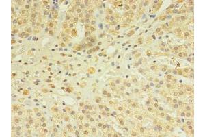 Immunohistochemistry of paraffin-embedded human adrenal gland tissue using ABIN7170377 at dilution of 1:100 (SNX24 anticorps  (AA 1-169))