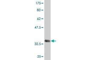 Western Blot detection against Immunogen (33.
