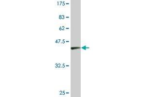 Western Blot detection against Immunogen (36.