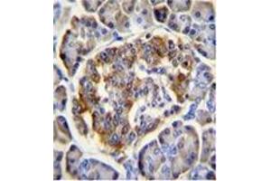Immunohistochemistry analysis in formalin fixed and paraffin embedded human pancreas tissue using CL029 antibody (N-term) followed by peroxidase conjugation of the secondary antibody and DAB staining. (C12ORF29 anticorps  (N-Term))