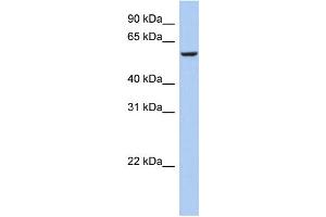 WB Suggested Anti-FBXO33 Antibody Titration: 0. (FBXO33 anticorps  (Middle Region))