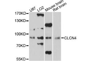 Western blot analysis of extracts of various cell lines, using CLCN4 antibody (ABIN6290202) at 1:3000 dilution. (CLCN4 anticorps)