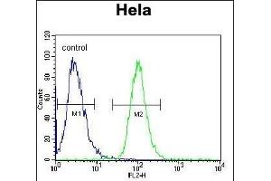 AKT2 Antibody (Center) (ABIN391023 and ABIN2841193) flow cytometric analysis of Hela cells (right histogram) compared to a negative control cell (left histogram).