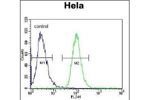 AKT2 Antibody (Center) (ABIN391023 and ABIN2841193) flow cytometric analysis of Hela cells (right histogram) compared to a negative control cell (left histogram). (AKT2 anticorps  (AA 93-123))