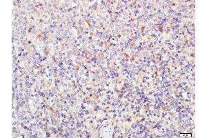 Paraformaldehyde-fixed, paraffin embedded rat spleen tissue, Antigen retrieval by boiling in sodium citrate buffer (pH6.