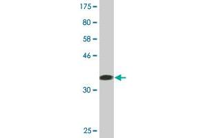 Western Blot detection against Immunogen (37.
