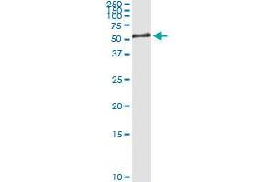 Immunoprecipitation of KRT8 transfected lysate using anti-KRT8 MaxPab rabbit polyclonal antibody and Protein A Magnetic Bead , and immunoblotted with KRT8 purified MaxPab mouse polyclonal antibody (B02P) .