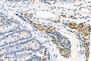 Immunohistochemistry analysis of paraffin-embedded mouse rectum using,FAM135B (ABIN7073910) at dilution of 1: 1000 (FAM135B anticorps)
