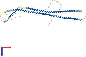 AlphaFold protein structure predicition of Mouse Recombinant Krt13 Protein, UniprotID P08730