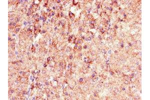 Immunohistochemistry of paraffin-embedded human adrenal gland tissue using ABIN7163679 at dilution of 1:100