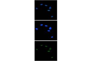 Immunofluorescence Microscopy of anti-Ash2 antibody Immunofluorescence Microscopy results of Rabbit anti-Ash2 antibody. (ASCL2 anticorps  (C-Term))