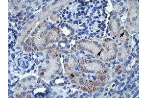SPP1 antibody was used for immunohistochemistry at a concentration of 4-8 ug/ml to stain Epithelial cells of renal tubule (arrows) in Human Kidney. (Osteopontin anticorps)
