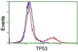 Image no. 6 for anti-Tumor Protein P53 (TP53) antibody (ABIN1499973) (p53 anticorps)