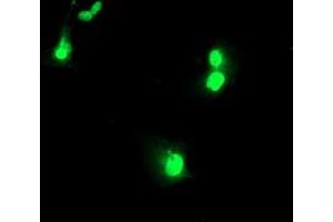 Image no. 4 for anti-U-Box Domain Containing 5 (UBOX5) (AA 1-130), (AA 419-487) antibody (ABIN1490569)