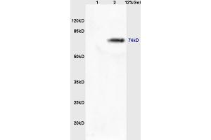 anti-Mannan-Binding Lectin serine Peptidase 2 (MASP2) (AA 351-450) antibody
