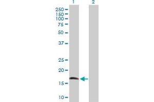Western Blot analysis of CIRBP expression in transfected 293T cell line by CIRBP MaxPab polyclonal antibody. (CIRBP anticorps  (AA 1-172))
