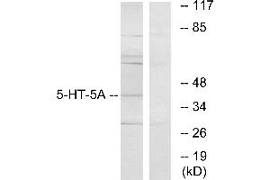 Western blot analysis of extracts from HeLa cells, using 5-HT-5A antibody. (Serotonin Receptor 5A anticorps)
