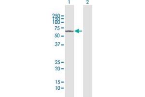 Western Blot analysis of FANCC expression in transfected 293T cell line by FANCC MaxPab polyclonal antibody.