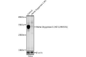 Western blot analysis of extracts from normal (control) and Heme Oxygenase 1 (HO-1/HMOX1) knockout (KO) HeLa cells, using Heme Oxygenase 1 (HO-1/HMOX1) antibody (ABIN6131781, ABIN6141881, ABIN6141883 and ABIN6215065) at 1:1000 dilution. (HMOX1 anticorps  (AA 1-288))