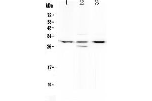 Western blot analysis of MED8 using anti-MED8 antibody .