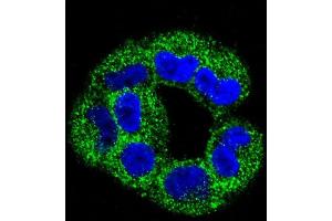 Confocal immunofluorescent analysis of ANXA2 Antibody (C-term) (ABIN391620 and ABIN2841539) with  cell followed by Alexa Fluor 488-conjugated goat anti-rabbit lgG (green).