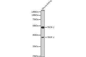 Western blot analysis of extracts of Mouse kidney, using TROP-2 antibody (ABIN7271104) at 1:1000 dilution. (TACSTD2 anticorps  (AA 27-270))