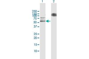 Western Blot analysis of USP3 expression in transfected 293T cell line by USP3 MaxPab polyclonal antibody. (USP3 anticorps  (AA 1-520))