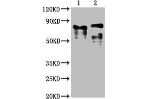 Western Blot Positive WB detected in: 1 lane: Recombinant proteins with LAG3, 2 lane: 293F whole cell lysate transfected with LAG3 All lanes: LAG3 antibody at 1:2000 Secondary Goat polyclonal to mouse IgG at 1/50000 dilution Predicted band size: 76, 88 KDa Observed band size: 76, 88 KDa Exposure time:5 min (LAG3 anticorps  (AA 29-450))