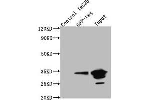 Immunoprecipitating GFP in 293F whole cell lysate transfected with GFP Lane 1: Mouse control IgG2b instead of ABIN7141875 in 293F whole cell lysate transfected with GFP Lane 2: ABIN7141875 (4 μg) + 293F whole cell lysate transfected with GFP (500 μg) Lane 3: 293F whole cell lysate transfected with GFP (5 μg) For western blotting, the blot was detected with ABIN7141875 at 1:2000, and a HRP-conjugated Protein G antibody was used as the secondary antibody at 1:50000