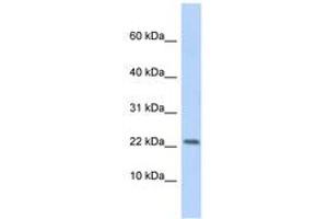 Image no. 1 for anti-Purinergic Receptor P2X, Ligand-Gated Ion Channel, 7 (P2RX7) (AA 71-120) antibody (ABIN6744475)