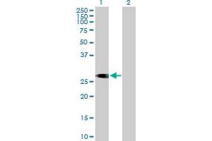 Western Blot analysis of ITM2C expression in transfected 293T cell line by ITM2C MaxPab polyclonal antibody. (ITM2C anticorps  (AA 1-230))