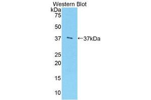 Western Blotting (WB) image for anti-Arginase (ARG) (AA 1-322) antibody (FITC) (ABIN1858072) (ARG anticorps  (AA 1-322) (FITC))