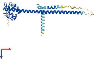 AlphaFold protein structure predicition of Human Recombinant LRRC59 Protein, UniprotID Q96AG4