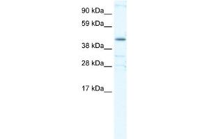 WB Suggested Anti-YY1 Antibody Titration:  0. (YY1 anticorps  (Middle Region))