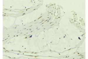 ABIN6279318 at 1/100 staining Mouse muscle tissue by IHC-P. (CCDC8 anticorps  (N-Term))