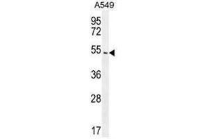 ARRB1 Antibody (C-term) western blot analysis in A549 cell line lysates (35µg/lane). (beta Arrestin 1 anticorps  (C-Term))