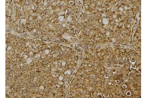 ABIN6273040 at 1/100 staining Human pancreas tissue by IHC-P. (Dermatopontin anticorps  (Internal Region))