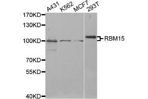 Western Blotting (WB) image for anti-RNA Binding Motif Protein 15 (RBM15) antibody (ABIN1874565) (RBM15 anticorps)