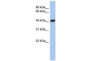ZFYVE1 antibody used at 0. (ZFYVE1 anticorps  (N-Term))