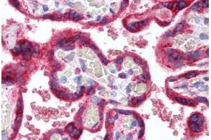 Human Placenta (formalin-fixed, paraffin-embedded) stained with HSPA5 antibody ABIN298116 at 10 ug/ml followed by biotinylated goat anti-rabbit IgG secondary antibody ABIN481713, alkaline phosphatase-streptavidin and chromogen. (GRP78 anticorps  (AA 550-600))