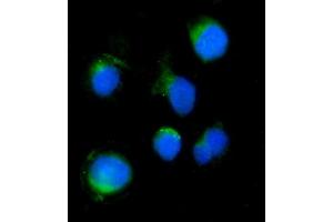 IF analysis of SERINC3 using anti-SERINC3 antibody (ABIN7602099).
