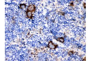CD9 was detected in paraffin-embedded sections of mouse spleen tissues using rabbit anti- CD9 Antigen Affinity purified polyclonal antibody (Catalog # ) at 1 µg/mL.