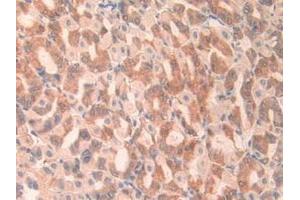 Detection of ANGPTL2 in Mouse Stomach Tissue using Polyclonal Antibody to Angiopoietin Like Protein 2 (ANGPTL2)