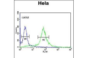 Flow cytometric analysis of Hela cells (right histogram) compared to a negative control cell (left histogram). (PI4KB anticorps  (AA 519-548))